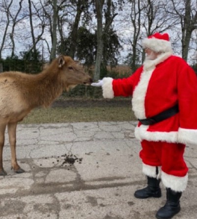 Santa and Camel